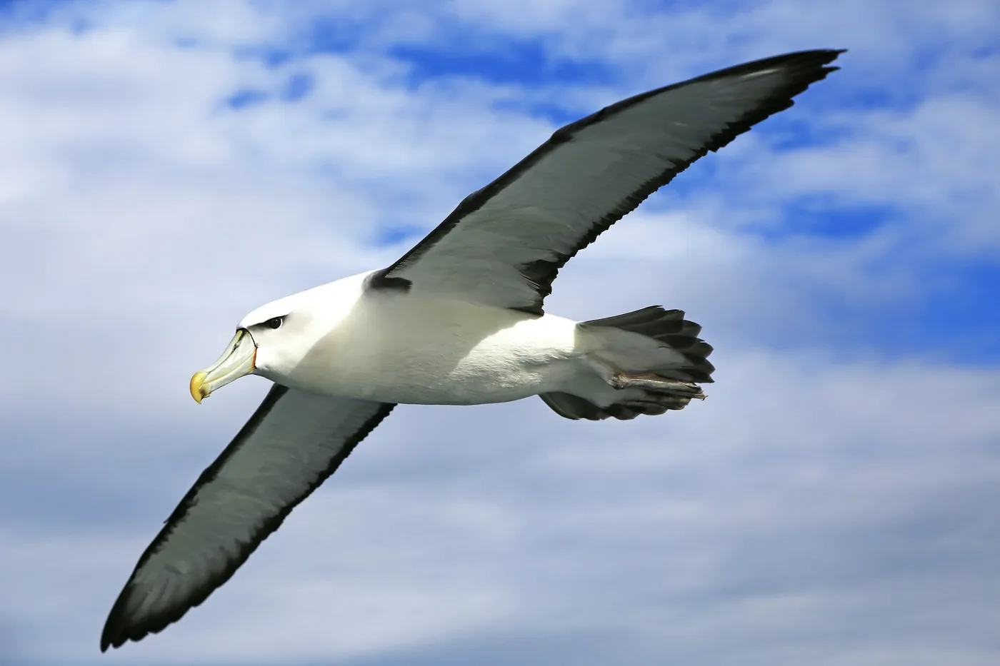 A mollymawk albatross with outstretched grey and white wings gliding against a cloudy blue sky
