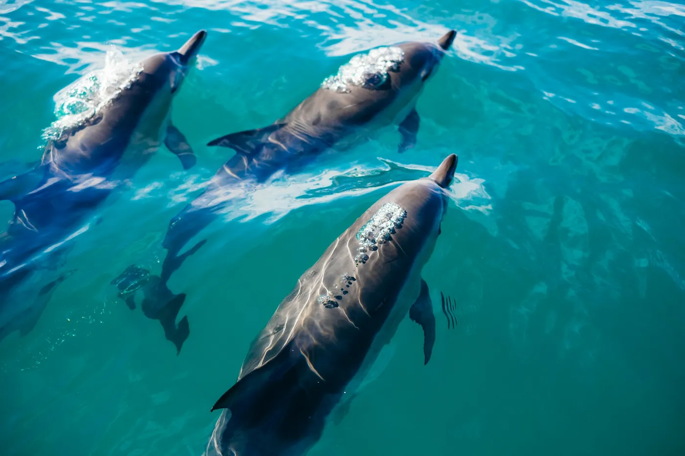 Three dolphins swimming just below the surface of turquoise water, seen from above