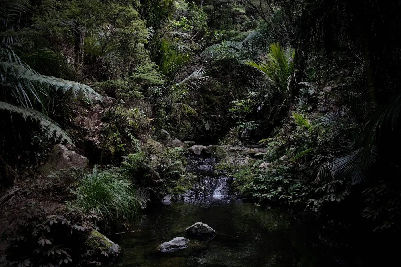 A dark pool in dense native bush with ferns, palms and mossy rocks around a small stream