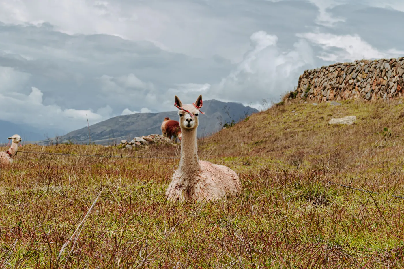 A llama resting in tall grass on a hillside next to a dry-stone wall, with more llamas and mountains behind