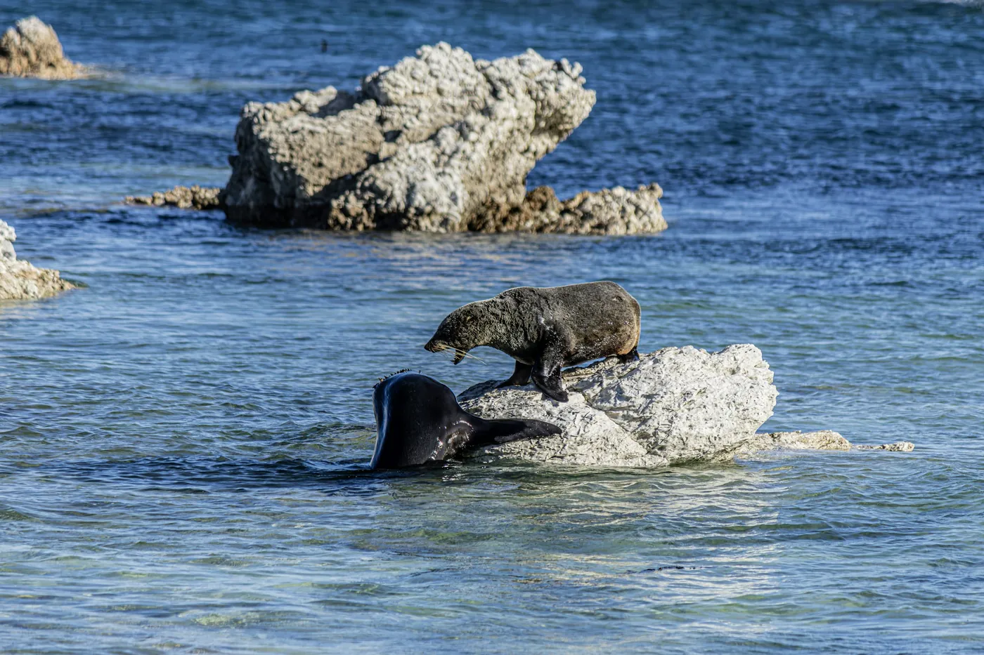 Two fur seals in shallow blue water beside a pale rock, one climbing onto the rock and one swimming