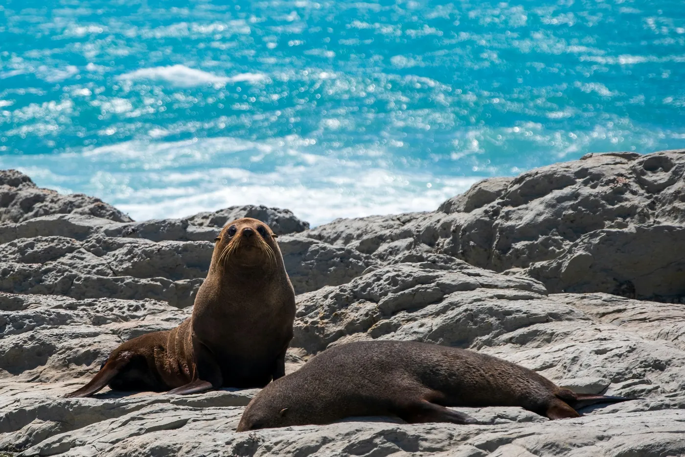 Two fur seals on pale rocks by the sea, one sitting upright and one lying down