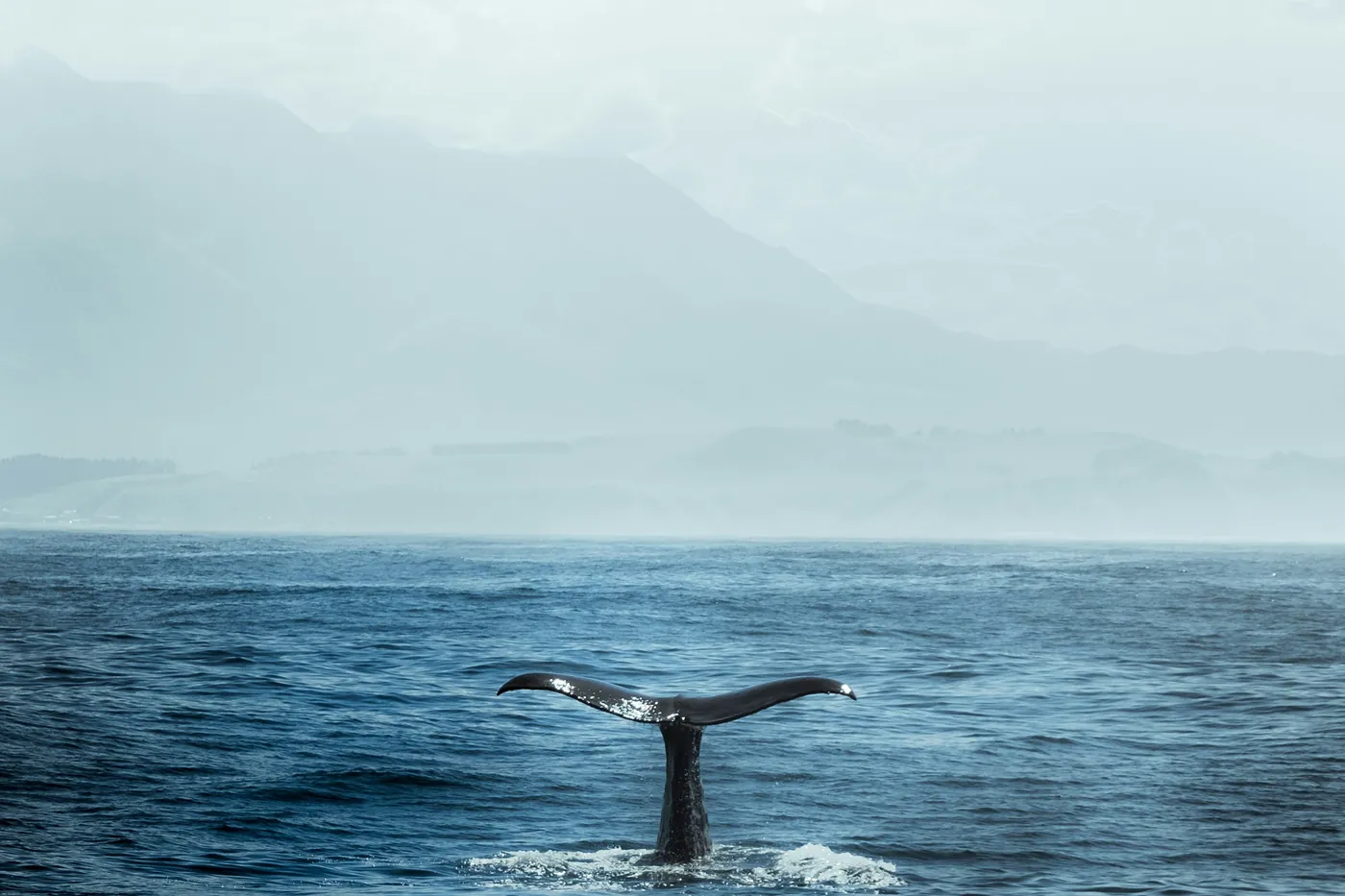 The tail fluke of a sperm whale rising from dark blue water, with misty mountains on the horizon